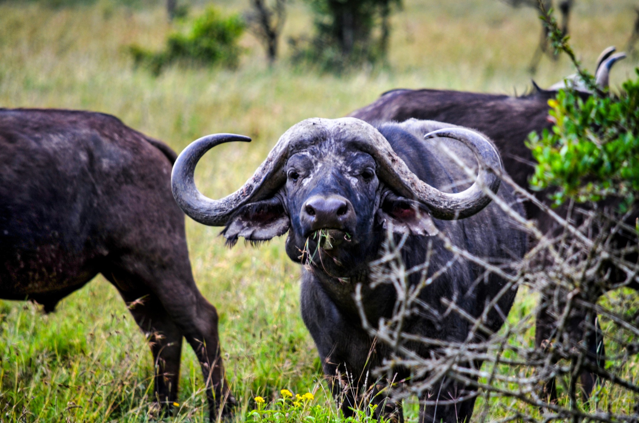 Wildlife Safari tour